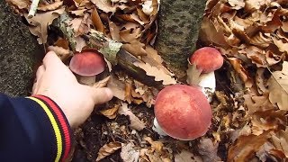 Funghi Porcini August 2018  Boletus Edulis [upl. by Barta143]