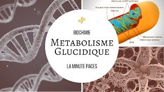 Biochimie  Métabolisme glucidique [upl. by Cavanaugh]