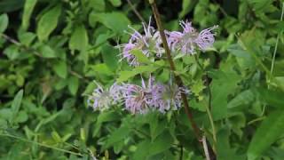 How to Make Wild Bergamot Oil [upl. by Norbel]