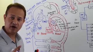 General Principles of Hemodynamics [upl. by Doner]