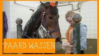 Paard wassen  PaardenpraatTV [upl. by Willyt]