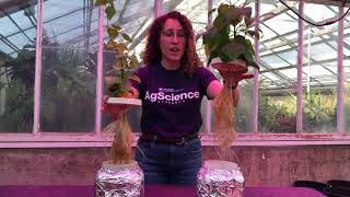 Phosphorus Deficiency Symptoms in Plants [upl. by Bates819]