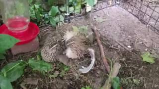 Coturnix Quail  Mating [upl. by Lesser378]