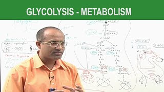 Glycolysis  Metabolism  Dr Najeeb [upl. by Warfold]