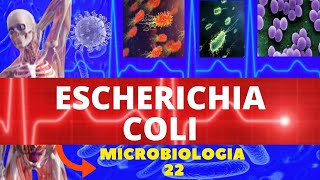 ESCHERICHIA COLI MICROBIOLOGIA BACTÉRIAS PATOGÊNICAS  ENTEROBACTÉRIAS [upl. by Allesor]