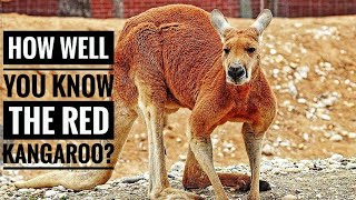 Red Kangaroo  Description Characteristics and Facts [upl. by Llenaj]