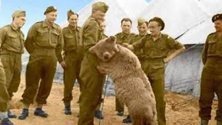 ww2 Wojtek The Bear That Went to War footage [upl. by Lodi]