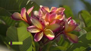 A Growing Passion  MIke Atkinson Plumeria Collector [upl. by Yralam132]