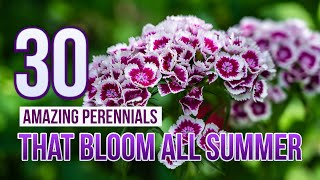 30 Amazing Perennials That Bloom All Summer [upl. by Andris794]