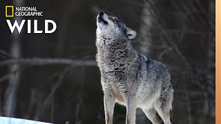 Wolves 101  Nat Geo Wild [upl. by Noemi732]