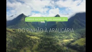 Do pinhão à araucária  Parque Nacional de São Joaquim episódio 3 [upl. by Llenyar]