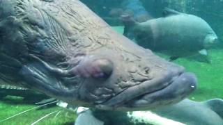 Arapaima Arapaima gigas  Berlin Aquarium HD [upl. by Nojram795]