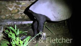 Malayan Tapir Tapirus indicus Malaysia 20150505194250m2ts [upl. by Materi433]