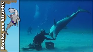 Tiger Sharks at Tiger Beach  Scuba Diving in Bahamas [upl. by Charlton]