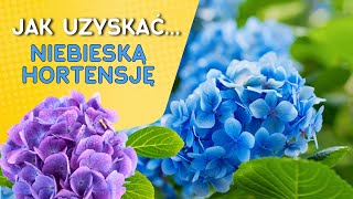 Niebieska hortensja w ogrodzie  jak ją uzyskać [upl. by Eissoj]