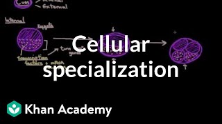 Embryonic stem cells  Cells  MCAT  Khan Academy [upl. by Marin]