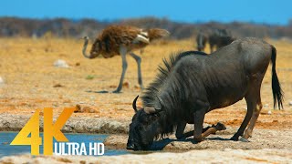 4K African Antelopes  Wild Animals Of Africa in 10 bit color  Part 2 [upl. by Nahs728]