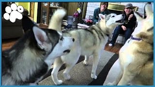 4 HUSKIES HOWLING TOGETHER [upl. by Aikemehs801]