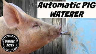 Automatic Pig waterer [upl. by Adnih]