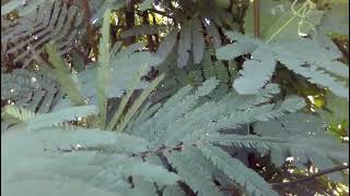 CALLIANDRA CALOTHYRSUS [upl. by Delmar]