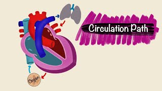 Circulation Pathway  Blood vessels  Cardiac Physiology [upl. by Atteselrahc]