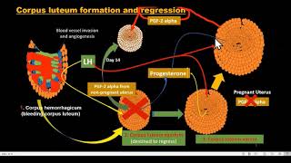 corpus luteum formation and regression [upl. by Elaine]