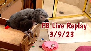 Einstein Parrot FB Live Replay [upl. by Immac]