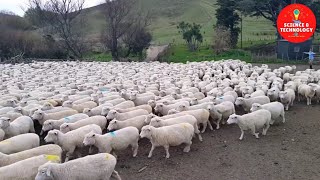 Wonderful New Zealand Sheep Farm The Largest and Most Successful Ram Breeding Operation in NZ [upl. by Doralyn]