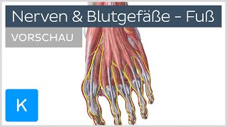 Fuß Blutgefäße und Nerven Vorschau  Anatomie des Menschen  Kenhub [upl. by Nimocks]