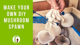 Grow Your Own DIY Mushroom Spawn The Stem Butt Method  GroCycle [upl. by Nairod]