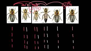 Haplodiploidy in honey bees explained [upl. by Yenohtna]