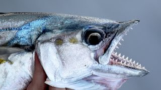 Spanish Mackerel Fishing  Rigs Jigs amp Techniques [upl. by Yduj]