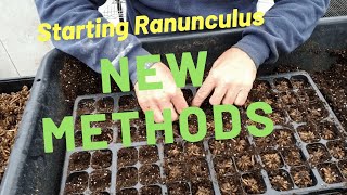 Ranunculus A New PreSprout Method [upl. by Ahsimed]