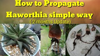 HOW TO PROPAGATE HAWORTHIA [upl. by Rinee]