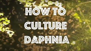 How To Culture Daphnia Magna [upl. by Imeaj]