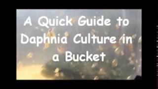 How to culture daphnia outside [upl. by Gathers861]