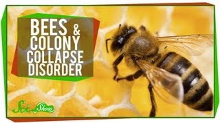 Whats Happening to Honey Bees [upl. by Ursal]