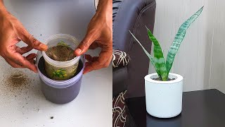 Making Small Cement Pot for Living Room  DIY Planters [upl. by Ydak872]