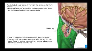 The Tensor Fascia Lata EXPLAINED [upl. by Boardman306]