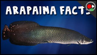 5 Facts About the Arapaima  Pirarucu [upl. by Graaf]