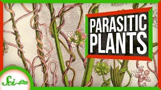 This Parasitic Plant Stole Over 100 Genes From Other Plants  SciShow News [upl. by Ailsun896]