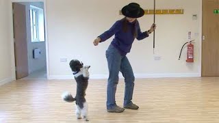 Dancing with dogs an introduction [upl. by Luella]