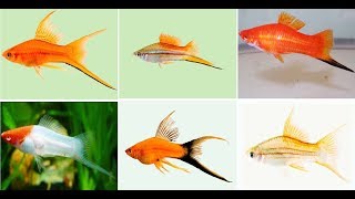 Beautiful Swordtail Fish Varieties For Aquarium [upl. by Maples]