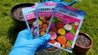 Planting Annual Flower Seeds in Containers  Marigolds Petunias and Zinnias [upl. by Corena240]