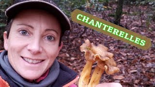 COMMENT PRÉPARER LES CHANTERELLES  🍄🍂 [upl. by Suivatram]