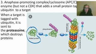 0424 How Cyclins CDKs and APCC Work [upl. by Oirram]