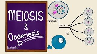 Meiosis  Oogenesis  Gametogenesis  Human Embryology  Reproductive Physiology [upl. by Hacker]