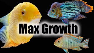 How to Make Your Fish Grow Faster [upl. by Ecinreb673]