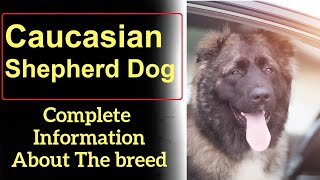 Caucasian Shepherd Dog Pros and Cons Price How to choose Facts Care History [upl. by Eceryt649]