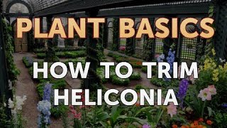 How to Trim Heliconia [upl. by Kenaz156]